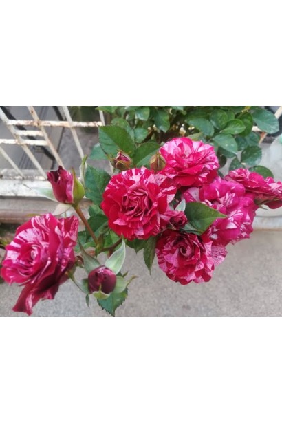 Рясне цвітіння троянда Арроу Фолієс